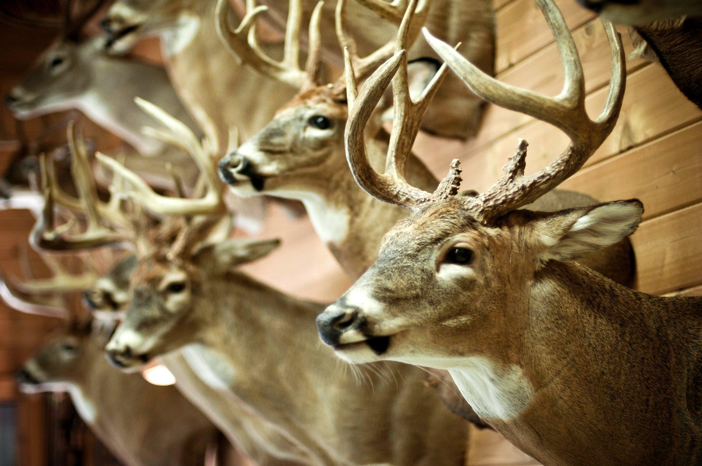 the image shows a closeup of a row of taxidermied whitetailed deer bucks mounted on a wooden wall.  the focus is sharpest on the deer in the foreground, with the others progressively softer in focus as they recede into the background. the deer have large, impressive antlers. the overall setting is rustic and suggests a hunting lodge or similar space where trophies are displayed.