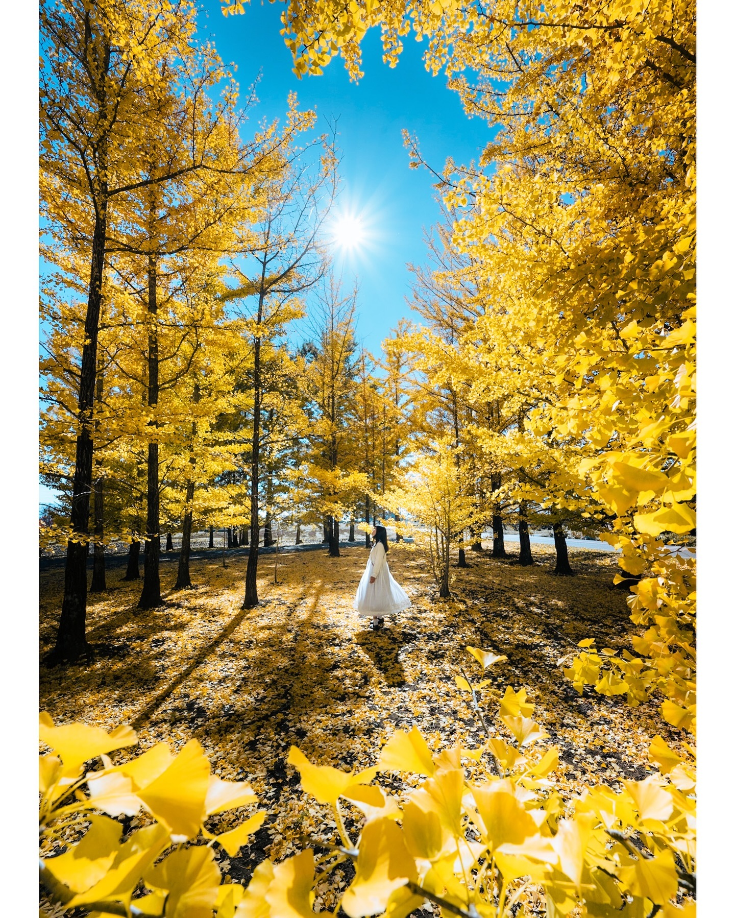 the image is a breathtaking autumnal scene featuring a woman in a white dress standing in a grove of ginkgo trees. the trees are ablaze with bright yellow leaves, creating a vibrant and golden canopy overhead. sunlight streams through the branches, casting dappled shadows on the ground, which is covered in a thick layer of fallen leaves. the overall mood is serene and peaceful, capturing the beauty and vibrancy of autumn in nature.  the woman appears small in scale, emphasizing the grandeur of the surrounding trees and the vastness of the golden landscape.