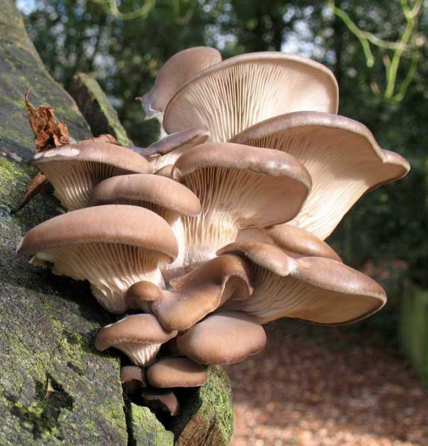 a cluster of oyster mushrooms growing on a tree trunk in a woodland setting. the mushrooms are a light brown color with white gills and are in various stages of growth. the forest floor is visible in the background.