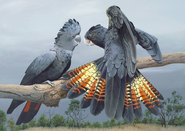 the image shows two black cockatoos perched on a branch. one is primarily grey with a red tail, facing the other. the second cockatoo is mainly black with yellow and orange barring on its tail feathers and speckled markings on its face. it has its wings partially extended. they are set against a backdrop of a field with small trees under a grey sky.