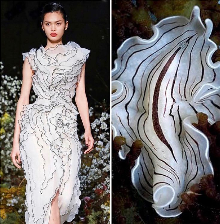 this image shows a comparison between a fashion model wearing a ruffled white dress with black detailing and a sea slug. the dress's design and texture closely resemble the intricate patterns and folds of the sea slug's body. it highlights the inspiration that nature can provide for fashion design.