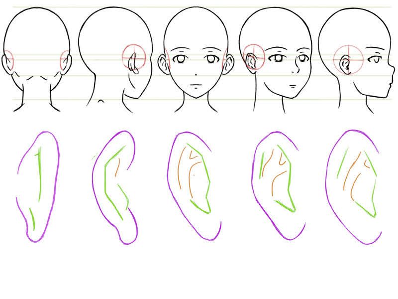 the image shows a diagram of how to draw an anime ear in different views. the top row shows the head in back view, side view, front view, side view, and side view. the second row shows the ear in different positions, corresponding to the head views in the first row.