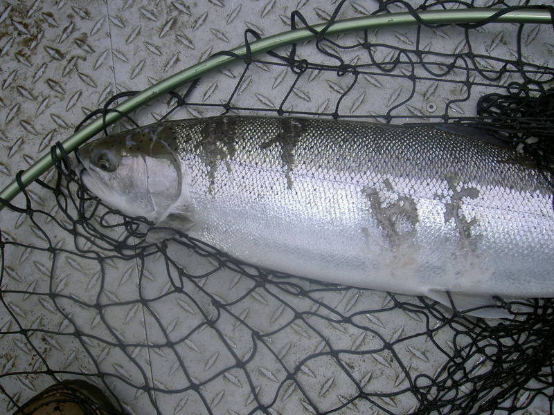 a steelhead trout lies in a fishing net on the deck of a boat. the fish is silver with black spots and has been caught and released.  the net is black and the boat deck is gray.