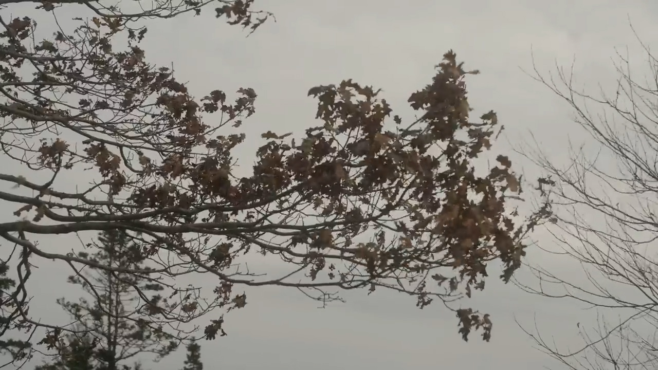 the image shows a closeup view of bare tree branches against a cloudy sky. some dried brown leaves are clinging to the branches. the overall color palette is muted and gray, reflecting the overcast lighting. the image evokes a sense of late autumn or winter.