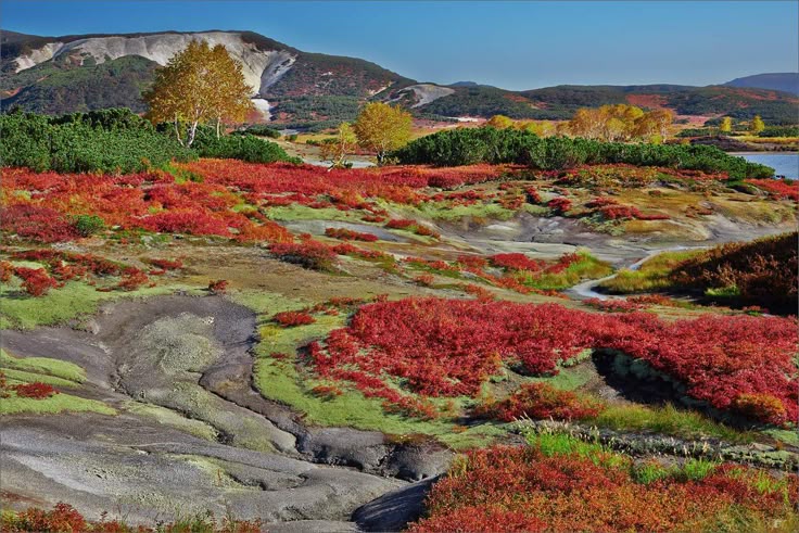 the image depicts a vibrant autumn landscape with a mountain range in the background. the foreground features a colorful terrain of red plants, green vegetation, and grey soil formations, possibly volcanic. yellow trees stand among the greenery. a lake is visible in the distance. the sky is clear and blue.
