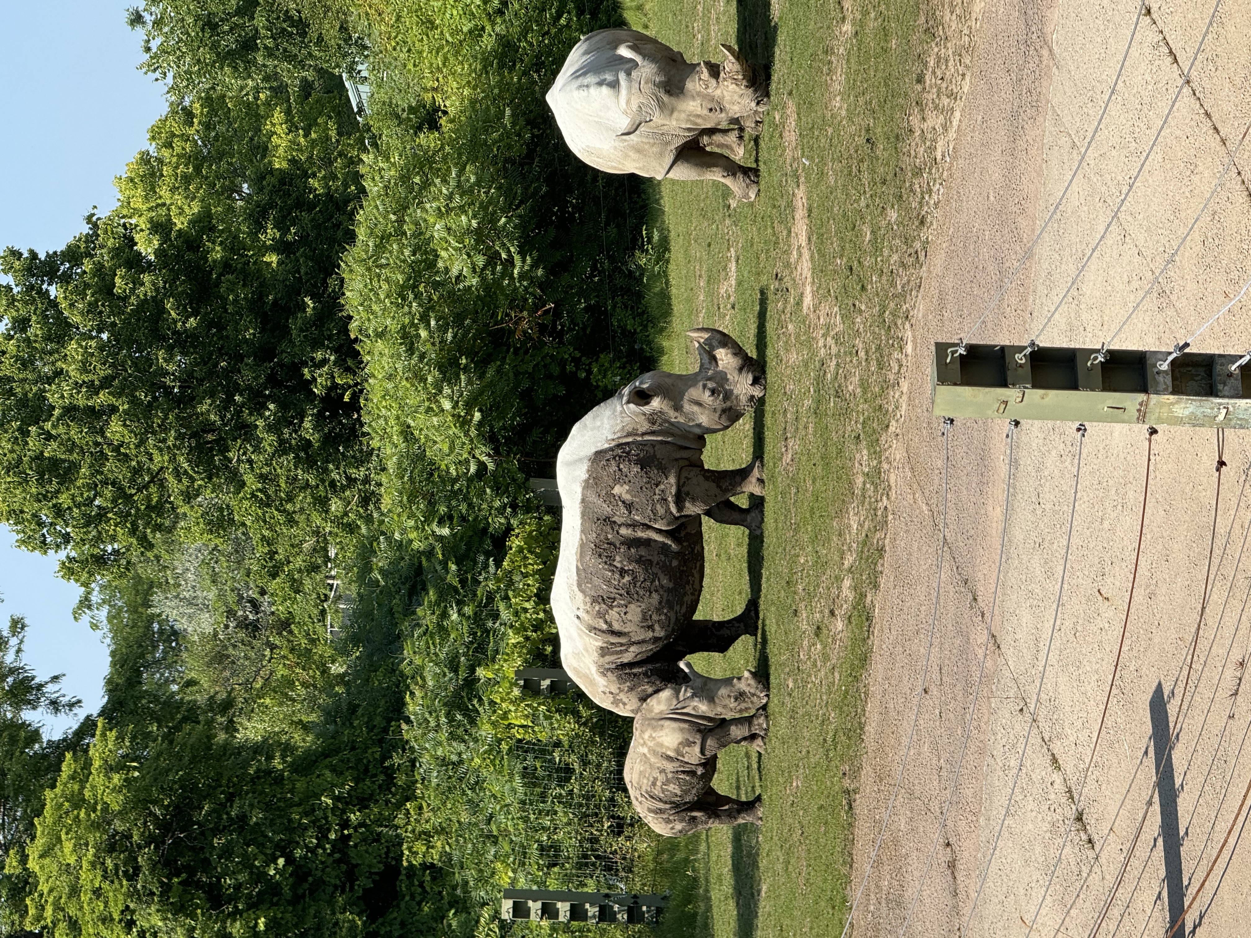 a photo of three rhinoceroses, two adults and a baby, grazing on a grassy field in a zoo. the rhinos are facing right, and there is an electric fence in the foreground.  the background consists of green trees and bushes.