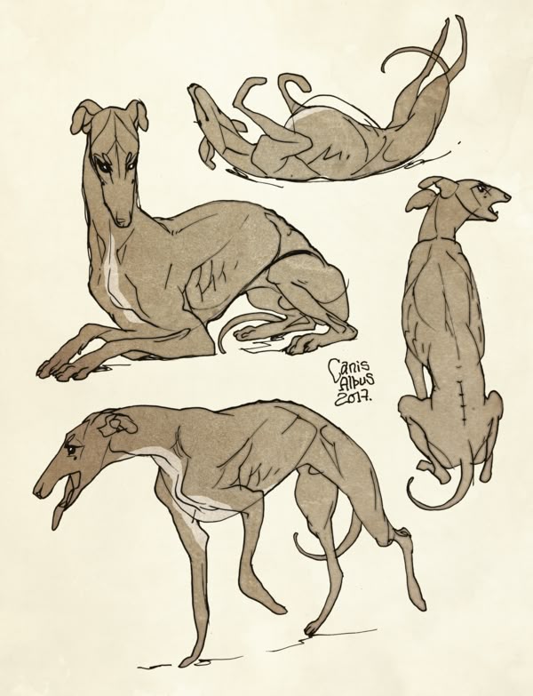 the image is a drawing of greyhounds in various poses. there are four greyhounds in the illustration. one is lying down with its head raised, another is on its back with its legs in the air, the third is standing and panting, and the fourth is sitting up with its back to the viewer. the drawing is done in a tan color with black outlines. the artist's signature and the date 2017 are included.