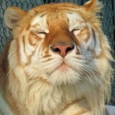a closeup portrait of a white tiger, with its eyes closed, relaxing in a peaceful state. the tiger's golden fur and striking stripes are visible, as well as its long whiskers. the image captures the beauty and serenity of this magnificent animal.