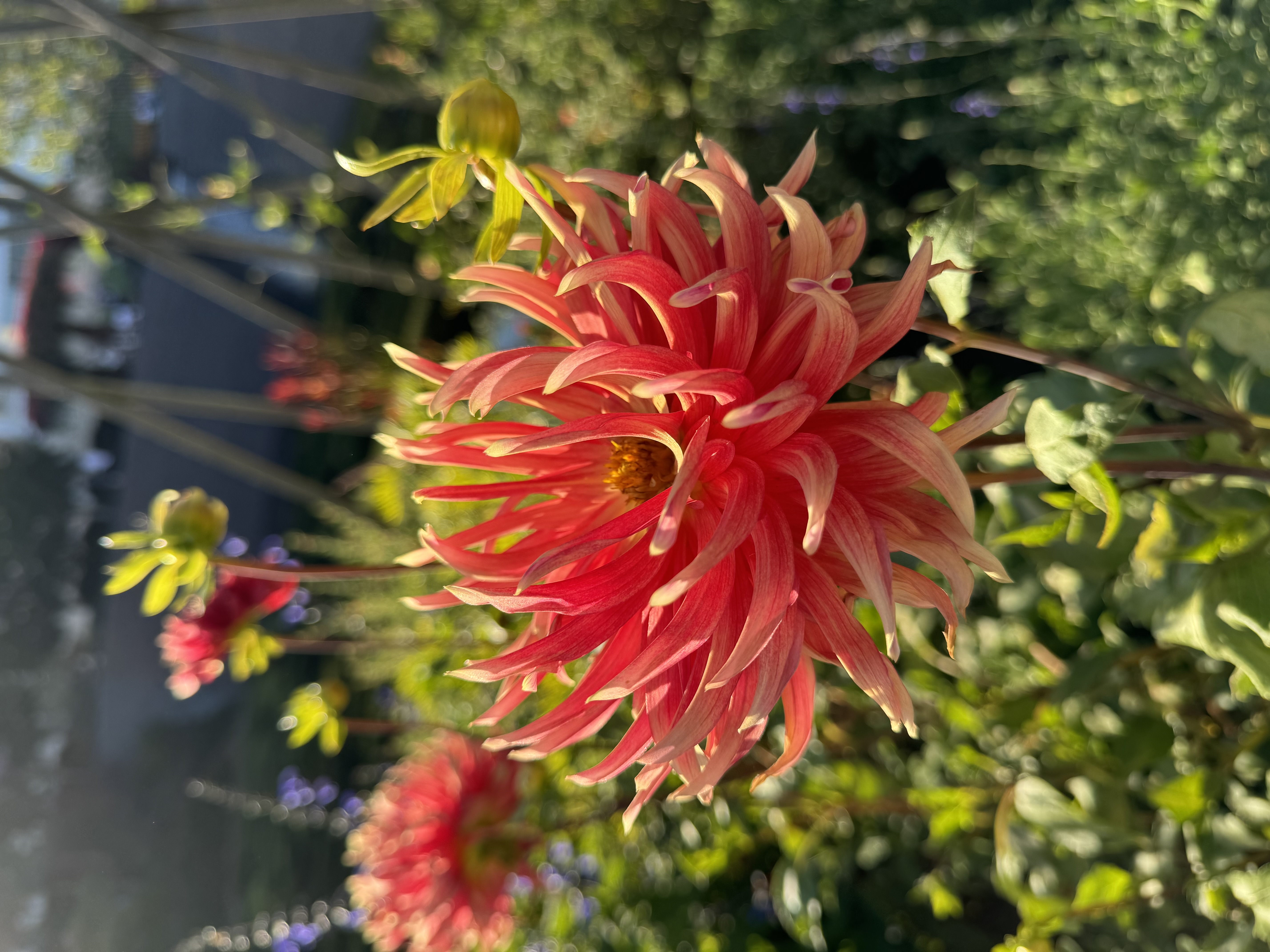 the image shows a closeup of a vibrant red and orange dahlia flower in full bloom. the flower has long, spiky petals that curl and twist, creating a sense of movement and texture. the center of the flower is a deep orange, with pollen visible. the background is a blur of green foliage and other flowers, suggesting a garden setting. the image is brightly lit, with natural sunlight highlighting the flower's colors and details.