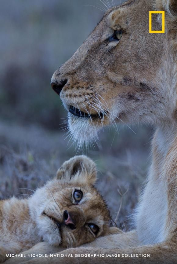 a closeup portrait of a lioness with her cub in a natural setting, capturing the loving bond between mother and child. the lioness gazes off into the distance while her cub rests its head on her body, looking up at the camera with its large, soulful eyes. the photo showcases the wild beauty of the african savanna and the intimate connection between a mother lion and her young.