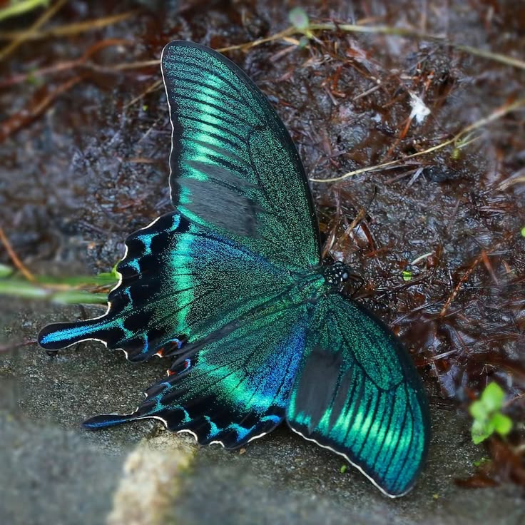 a closeup image of an iridescent butterfly, likely a papilio palinurus (emerald swallowtail), resting on the ground. its wings display vibrant shades of green and blue with black markings. the detailed shot showcases the intricate patterns and textures of the butterfly's wings.