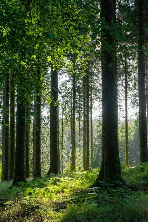 the image shows a sundappled forest path lined with tall trees. ferns cover the forest floor, and sunlight filters through the trees, creating a peaceful and serene atmosphere.