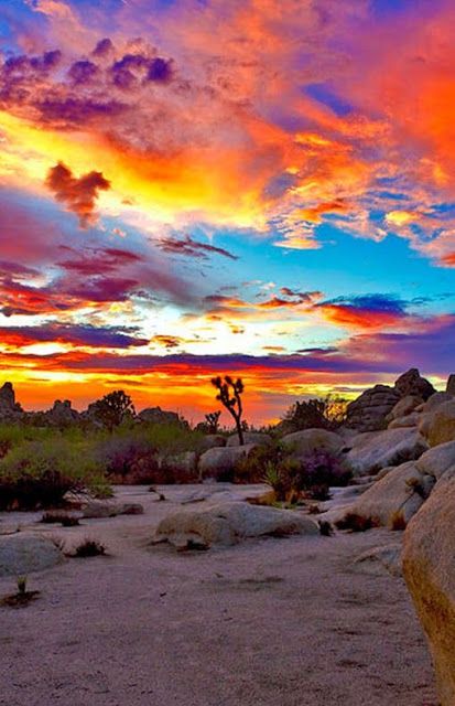 this photo captures a breathtaking sunset over a desert landscape. the sky is ablaze with vibrant hues of orange, pink, purple, and blue, creating a stunning spectacle. the setting sun casts a warm golden glow over the rocky terrain. a lone joshua tree stands tall against the backdrop of the mountains, adding a touch of silhouette to the scene. the photo is a testament to the beauty and grandeur of nature, and it evokes a sense of peace and tranquility.