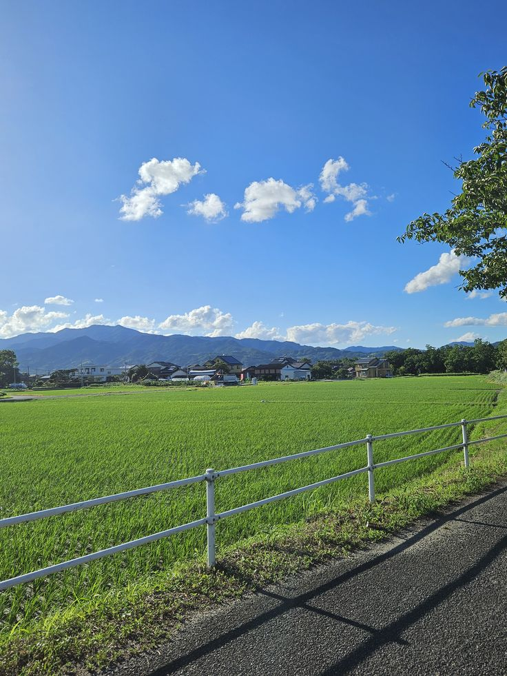 the image captures a serene rural scene featuring a lush green rice paddy field under a bright blue sky dotted with scattered white clouds. in the distance, mountains form a scenic backdrop, partially obscured by a row of houses and trees along the horizon. a white fence runs along the side of the field, bordering a paved road where shadows from the fence and possibly nearby trees are visible. the overall impression is one of a peaceful and picturesque countryside setting on a sunny day.