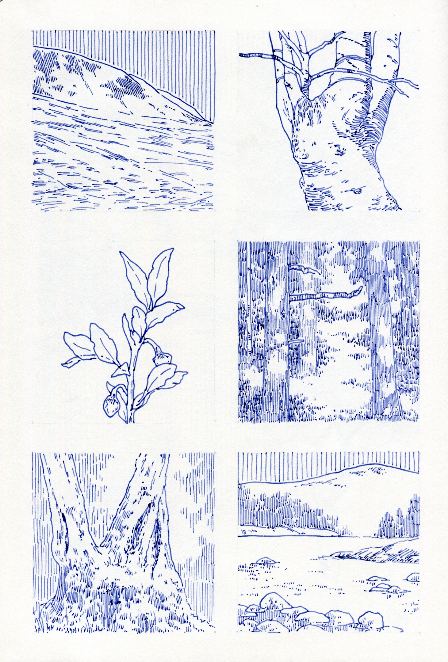 he image shows a collection of six small pen and ink drawings in blue ink.  each drawing depicts a different aspect of nature, such as a hill and river, tree trunk details, a forest scene, a plant with leaves and fruit, and a rocky landscape with water. the style is detailed and uses various line techniques like hatching and stippling to create texture and depth. the overall aesthetic is reminiscent of botanical illustrations and nature studies.
