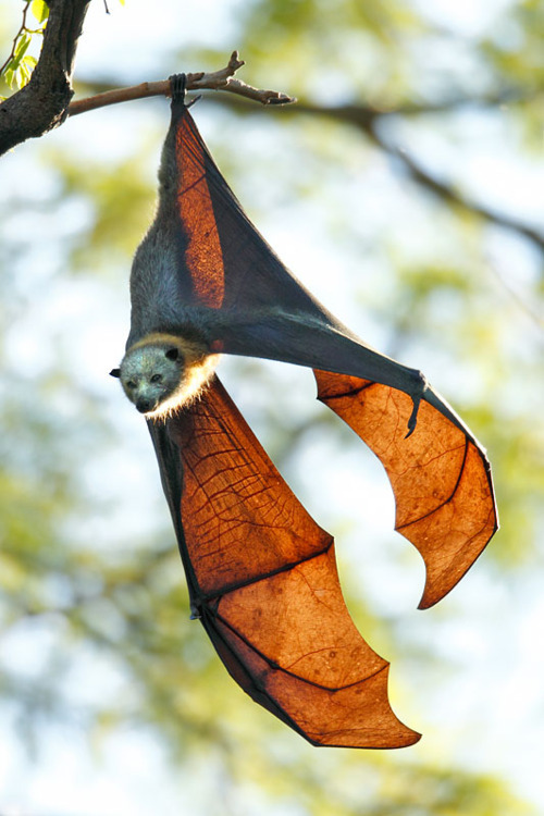 detailed closeup shot of a flying fox bat (pteropus sp.) hanging upside down from a tree branch. the bat's wings are fully extended, showcasing the intricate detail of their membrane structure. the fur of the bat is visible, and the background is a soft focus of natural light filtering through trees. the image is sharp, highlighting the texture of the bat's wing membrane, and the overall aesthetic suggests a peaceful, serene moment in nature.  the bat appears to be in a relaxed state, suggesting that it may be resting.