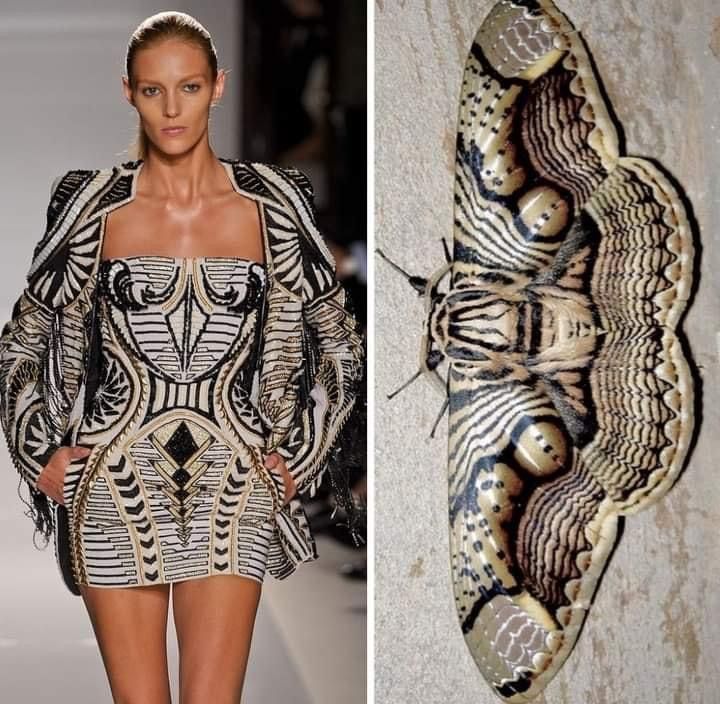 the image is a splitscreen, showing a fashion model on a runway on the left, and a moth on the right. the model is wearing a black and white dress with gold accents that has a pattern that closely resembles the wings of the moth. the model's dress is likely inspired by the moth's wings, highlighting how nature can inspire fashion. the model has a confident and stylish look, while the moth's wings showcase a beautiful natural pattern. the image highlights the relationship between fashion and nature.