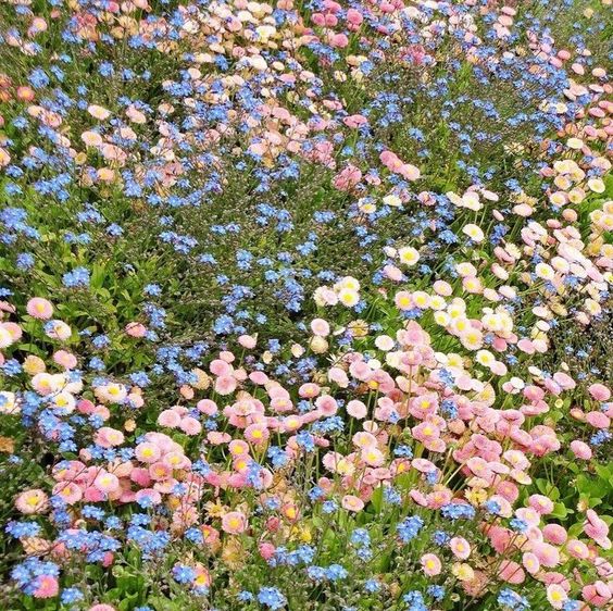 a vibrant field of wildflowers blooming in a mix of pink, blue, white, and yellow hues. the image is taken from a high angle, showcasing the dense and colorful floral landscape.