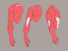 this is an anatomical drawing of a man's right arm, showing the muscular structure from three different views.