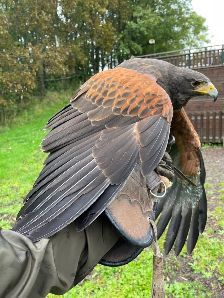 a closeup image shows a harris's hawk perched on a falconer's gloved hand. the hawk's wings are partially spread, showcasing the detailed feather patterns of its reddishbrown and dark brown plumage. the hawk appears calm and is wearing a leather jesses. the background is blurred but shows a green grassy area and trees, suggesting an outdoor setting. the overall scene implies falconry or bird handling.