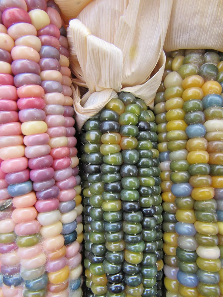 a closeup shot shows three ears of multicolored corn. the corn kernels display a variety of colors, including pink, purple, yellow, green, and blue. the ears of corn are still in their husks, which are a light cream color.