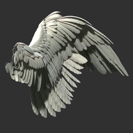 a detailed, white, feathery wing set against a dark grey background. it's likely a digitally rendered image with realistic textures and lighting, emphasizing the intricate details of each feather.