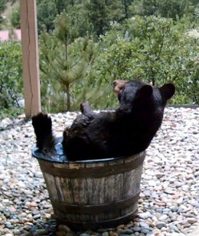 a black bear cub sits relaxed in a wooden tub filled with water. he has a playful expression on his face and appears to be enjoying his dip. the background is a blurred forest, suggesting a wild and natural setting.