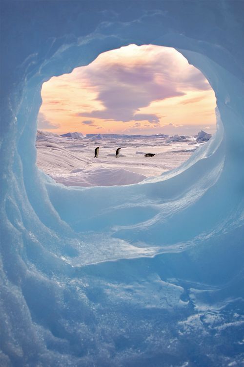 the image shows a view through an ice cave, framing a snowy landscape with penguins walking on the snow under a pink sky and clouds.