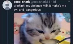 a close up of a cat drinking milk from a spoon. the cat is looking intently at the milk as it drinks. the cat is very cute and fluffy. the caption of the image says "drinkinh my violence milk it make's me evil and dangerous".