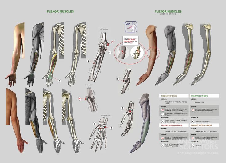 the image is a medical illustration depicting the flexor muscles of the human arm. it showcases detailed anatomical drawings of muscles, tendons, and bones, highlighting their origin, insertion points, and actions. the illustration provides both front and side views for a comprehensive understanding of these muscles' locations and functions.