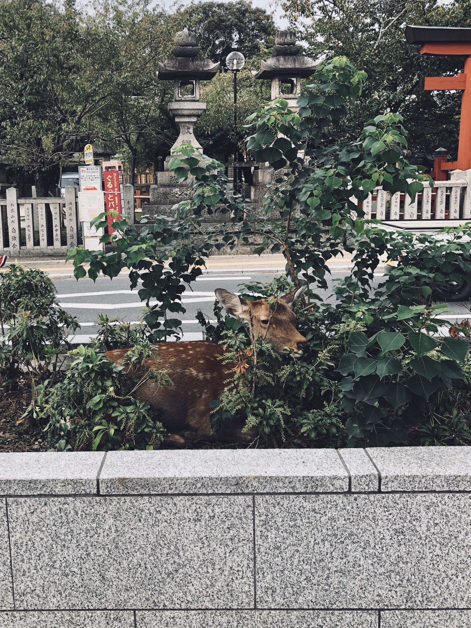 brown deer, partially hidden by green bushes and trees, stands on a sidewalk next to a stone barrier. a street runs behind the deer and more trees and a red gate can be seen in the background. the lighting is slightly overcast.