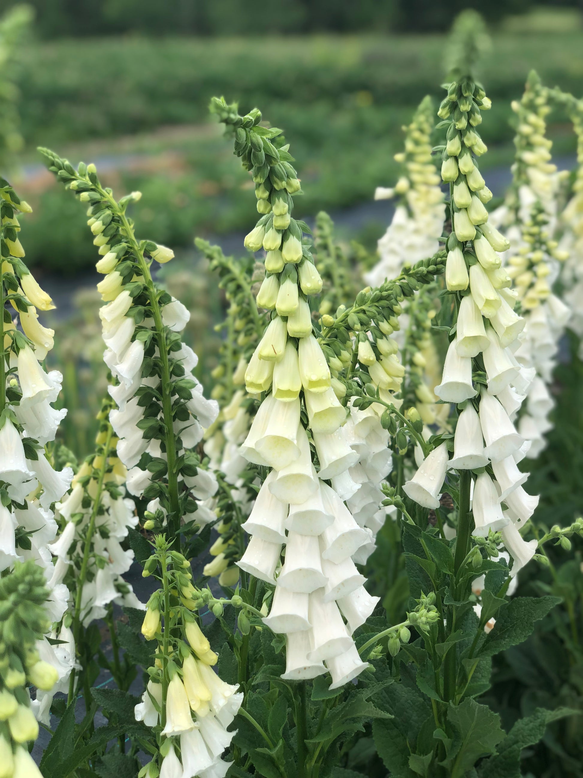 the image showcases a vibrant closeup view of numerous white foxglove flowers (digitalis) in full bloom.  the flowers are a creamy white, almost pale yellow in some areas, and are arranged in their characteristic tall, elegant spires. the background shows a blurred field of greenery, suggesting a garden or field setting. the focus is sharply on the flowers in the foreground, highlighting their delicate belllike shape and the texture of the petals. the overall impression is one of natural beauty and springtime abundance.