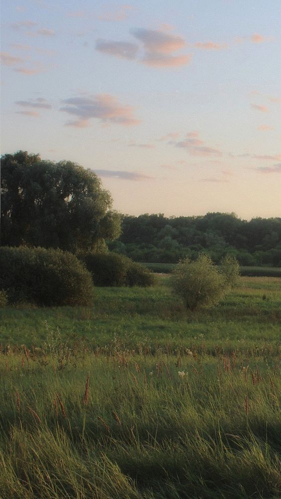 a wide open field with tall grass in the foreground. there are bushes and trees in the midground and background. the trees are various shades of green. the sky is a mix of light blue and pink from the setting sun. there are soft clouds in the sky. the photo is taken at eyelevel. the overall feeling is serene.