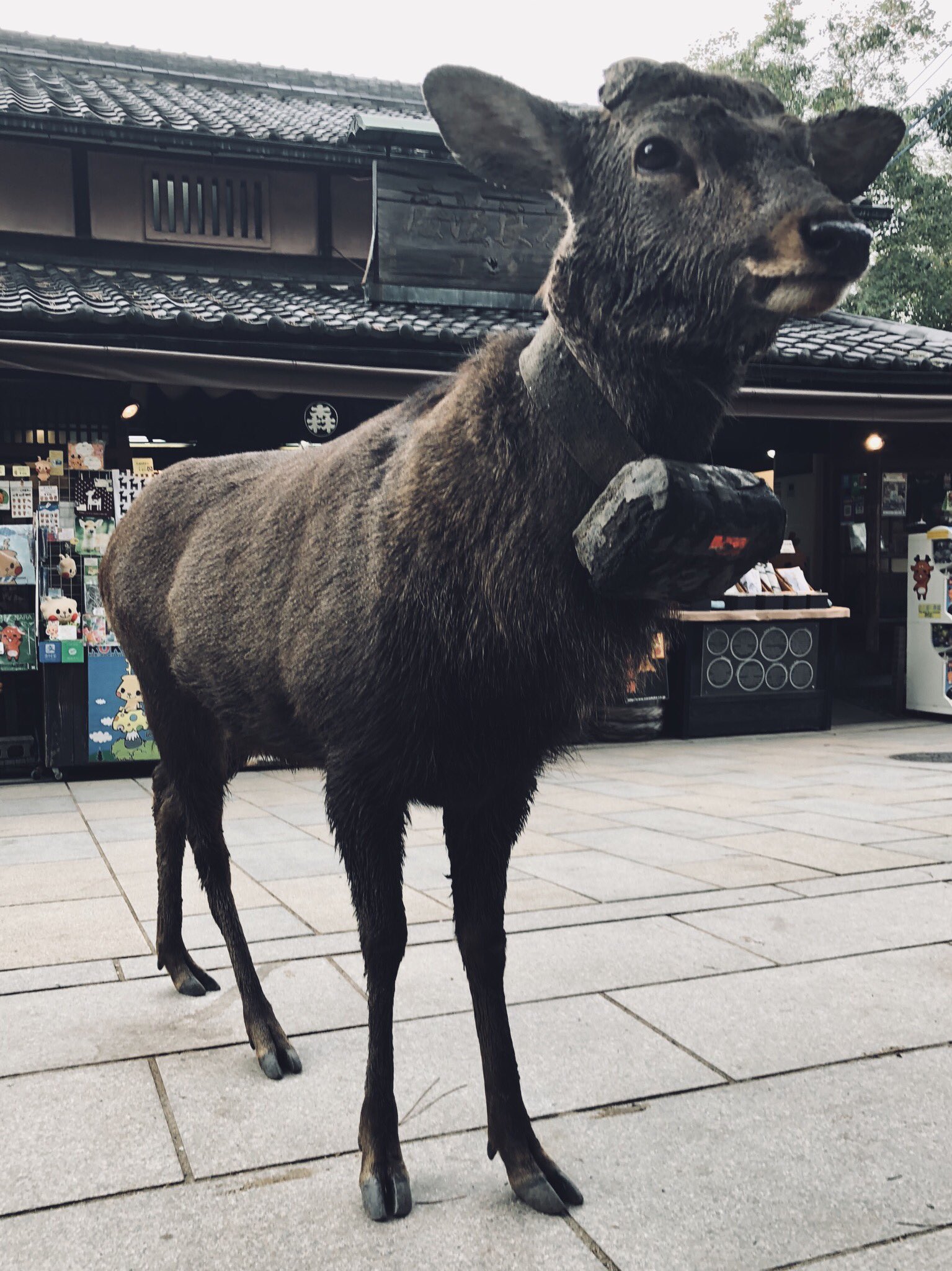 a sika deer stands on a paved street in front of a building. the deer is facing the camera and has a collar around its neck. the deer is brown with white spots. the building behind the deer is brown with a black roof. the street is gray.  the image is taken from an eye level perspective in natural overcast lighting.