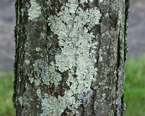 a closeup of a tree trunk covered in green and gray lichen. the bark is rough and textured. the lichen grows in patches and streaks, creating a unique pattern. the background is blurred, giving the image a depth of field. the image captures the beauty and detail of nature.
