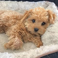 a small brown puppy lies on its bed, head resting on its paws.  its fur is soft and fluffy. the puppy has big brown eyes and a sweet expression.  the puppy looks tired and ready for a nap.