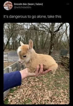 a person is holding a small, cute baby goat in their hands. the goat is brown and fluffy, with big eyes and a sweet face. the person is holding the goat in a forest setting. there is a tweet from a user called “witchdaddio” above the image, stating “it’s dangerous to go alone, take this."  the tweet is referencing the baby goat as a companion, likely in a humorous way.
