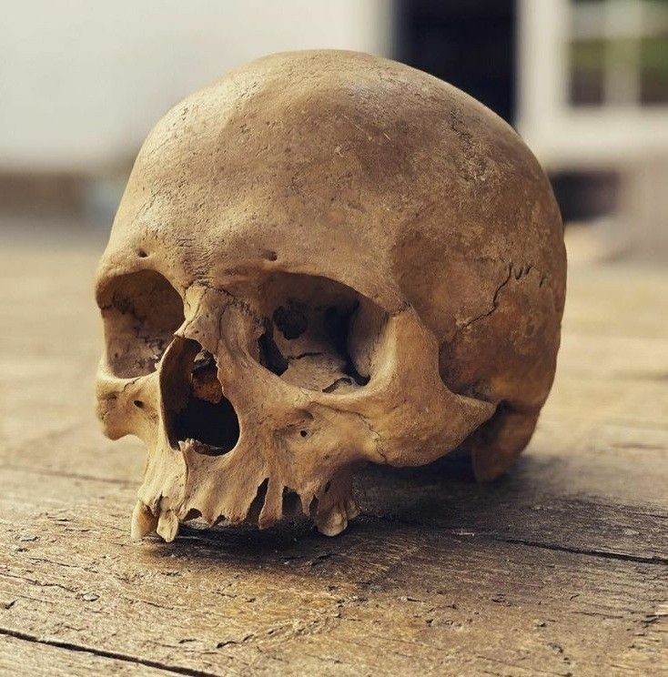 a close up of a human skull, resting on a wooden surface. the skull is old and weathered, and the details of its bony structure are visible. the lighting is soft and diffused, casting subtle shadows across the skull's surface.