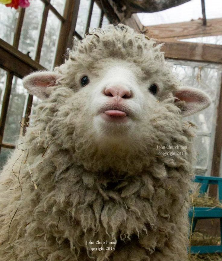a fluffy sheep stands in a barn and looks directly at the camera with a tongue sticking out. its face is covered in fuzzy, white fur, and its eyes are small and dark. the sheep is standing in front of a green hay bale and a wooden fence. the sheep is looking at the camera with an adorable expression. the picture is taken from a closeup perspective.