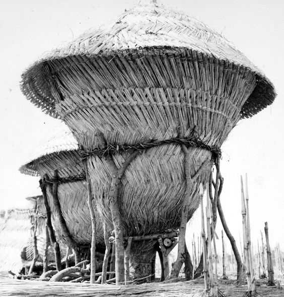 the black and white photograph depicts several traditional granaries constructed on stilts.  these structures have large, conical, thatched roofs made from what appears to be woven grasses or reeds. the granaries are raised high off the ground, likely to protect stored grain from pests and moisture. the stilts supporting the structures are made of wood and appear to be part of the natural landscape. the overall impression is one of a rural, possibly southeast asian, village scene. the image is possibly quite old, given its photographic style.