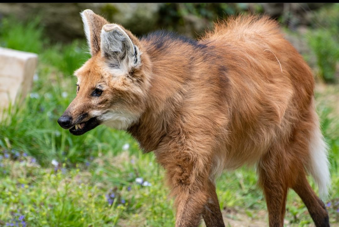 a maned wolf stands in a grassy area. the animal has reddishbrown fur with a black patch on its back. it has tall, pointed ears with white fur inside and a whitetipped tail. the wolf's legs are dark, and it's standing among green grass and foliage.