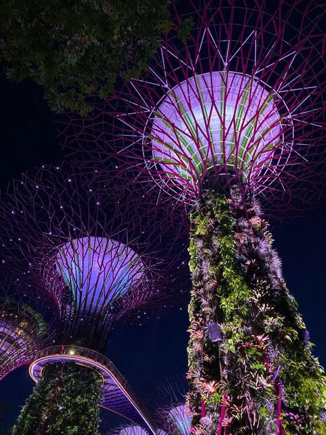 the image is a lowangle, closeup shot of the supertree grove at gardens by the bay in singapore at night. the supertrees are illuminated with a vibrant purple and pink light, contrasting beautifully with the lush green vertical gardens that cover their trunks. the intricate metal structures of the supertrees are clearly visible, showcasing their unique design. the night sky forms a dark backdrop, highlighting the illuminated structures and plants. the overall effect is one of awe and wonder, capturing the futuristic and botanical beauty of this iconic singapore landmark.
