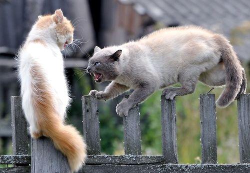 two cats, one white and orange and the other gray, stand on either side of a wooden fence and stare at each other intently. the white and orange cat looks frightened, with its mouth open, while the gray cat appears aggressive, with its teeth bared and its ears flattened against its head. they are both looking at each other with a sense of tension and anticipation. the background is green grass and a blurry wooden fence.