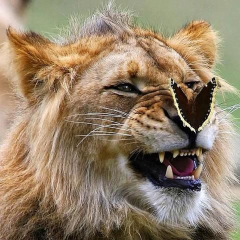 a closeup portrait of a lion with a butterfly perched on its nose. the lion is looking at the camera with a funny expression, as if it's trying to figure out what to do with the butterfly. its mane is thick and fluffy, and its teeth are visible. the background is blurred, focusing attention on the lion and the butterfly. the image captures a moment of playful interaction between two very different animals.