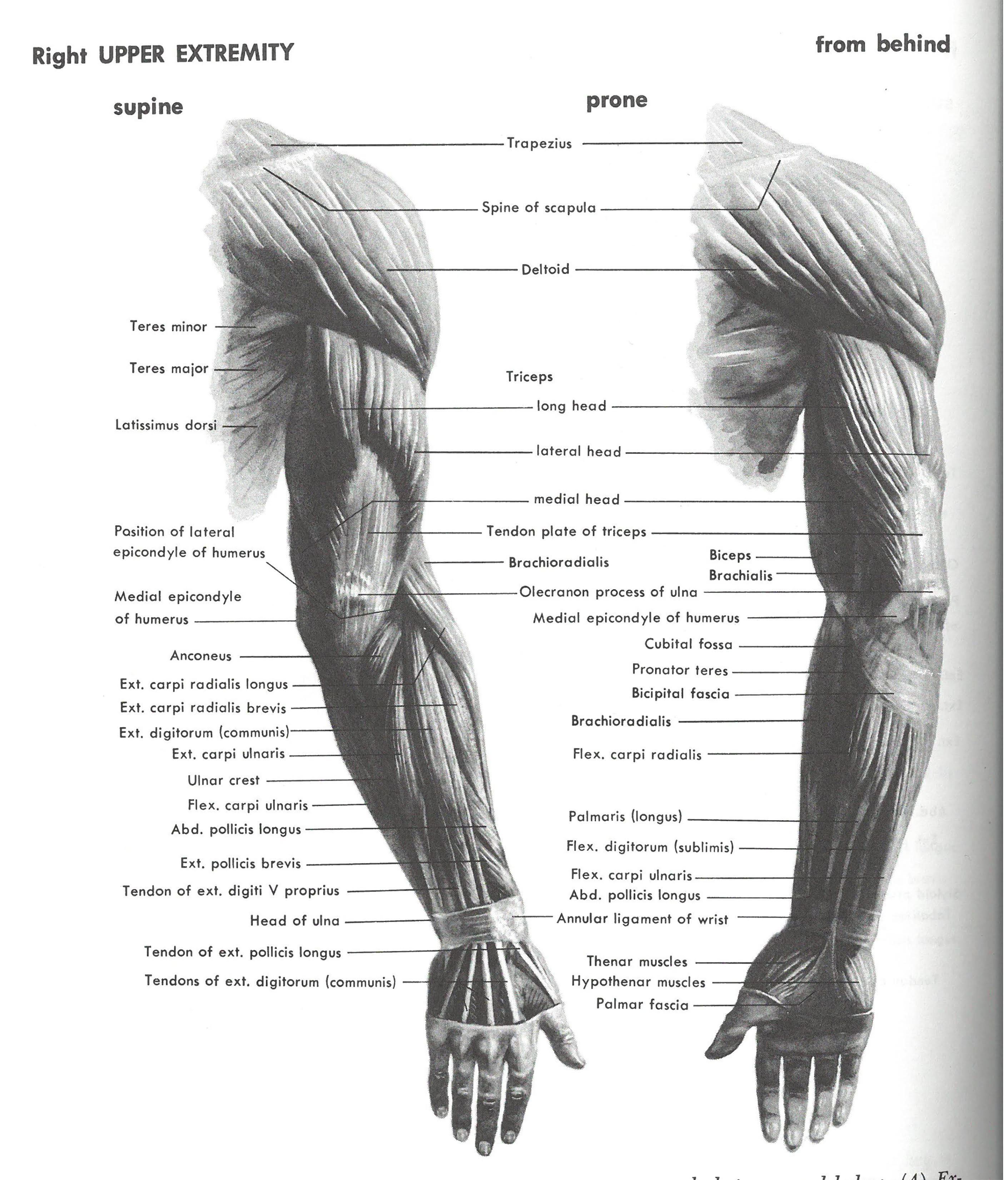 this illustration is a medical diagram depicting the muscles of the right arm from both the front (supine) and back (prone) views. it labels various muscles, tendons, and bony landmarks, including the biceps, triceps, brachioradialis, and deltoid muscles, as well as the olecranon process and medial epicondyle of the humerus.