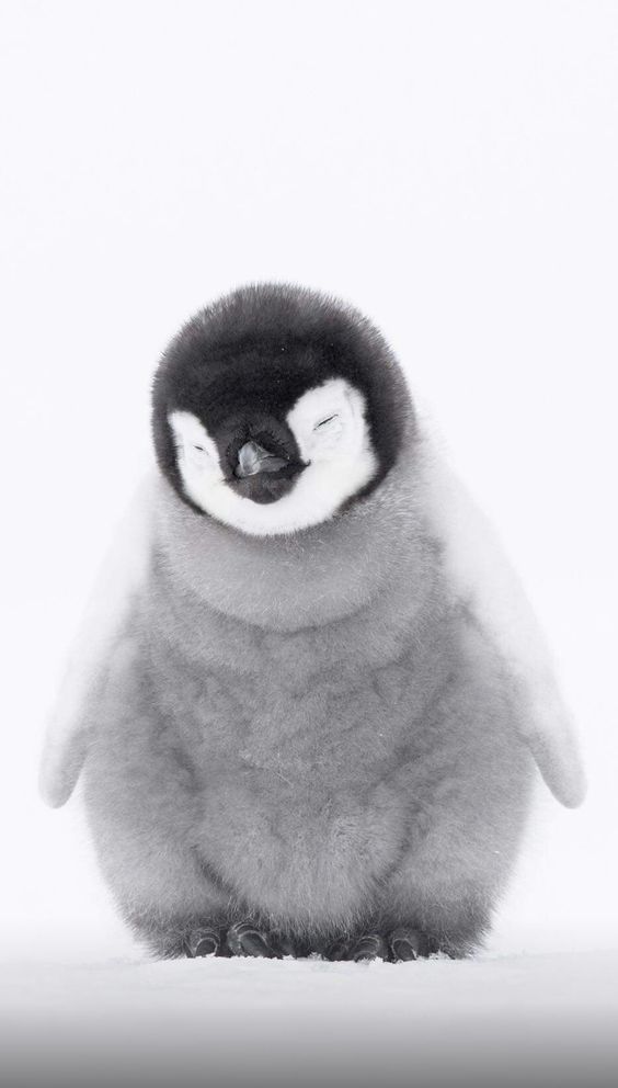 a black and white image of a fluffy penguin chick with its eyes closed.