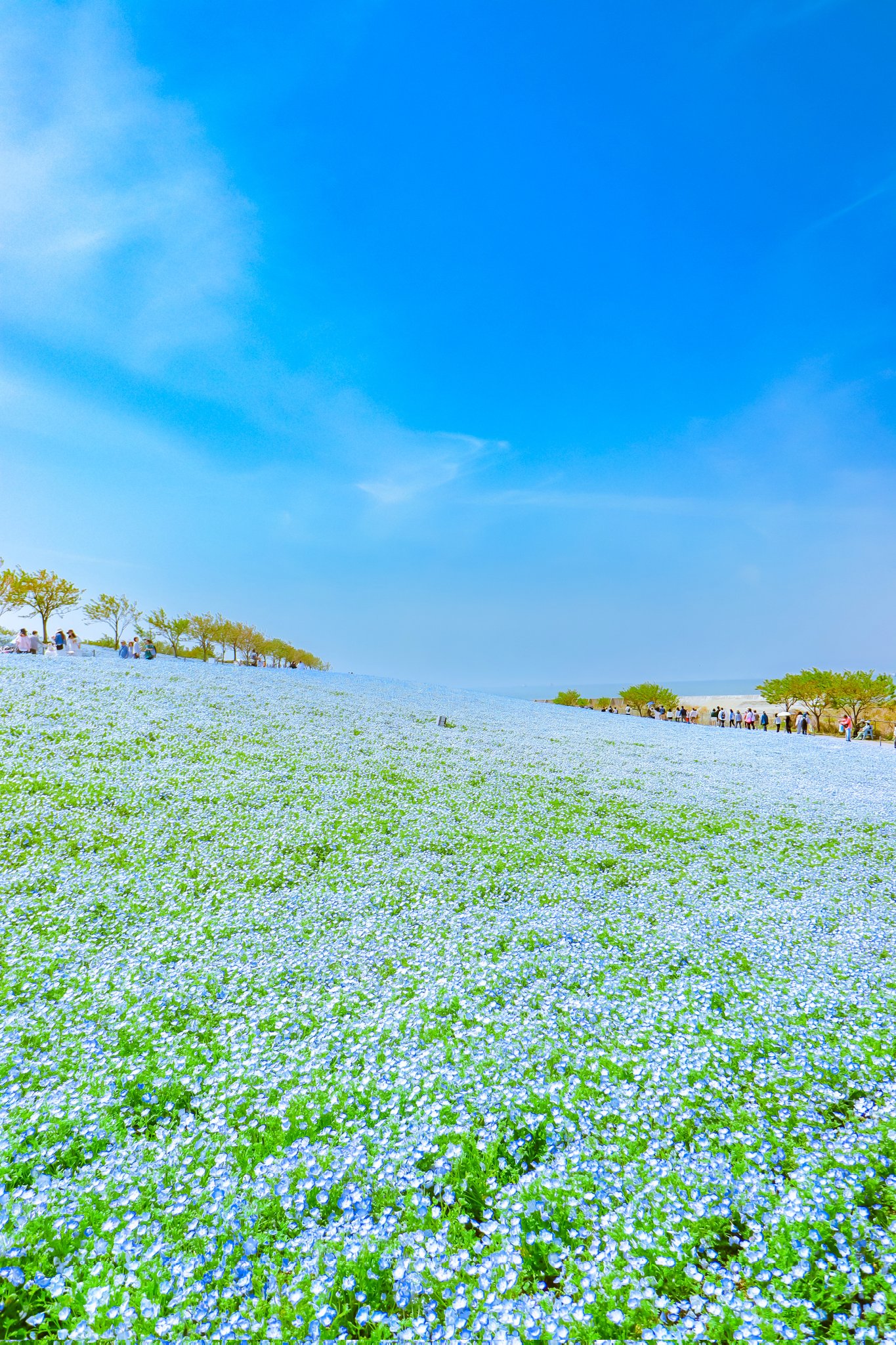 this breathtaking image captures a vibrant field of blue flowers stretching towards the horizon. underneath a bright, sunny sky with fluffy white clouds, the field creates a carpet of blue that is almost blinding in its vibrancy. the green stems and leaves of the flowers add a touch of depth and contrast, while a line of trees in the distance provides a sense of scale and perspective. a group of people can be seen walking along a path that winds through the flowers, adding a sense of life and movement to the scene.  the overall impression is one of joy, peace, and natural beauty.