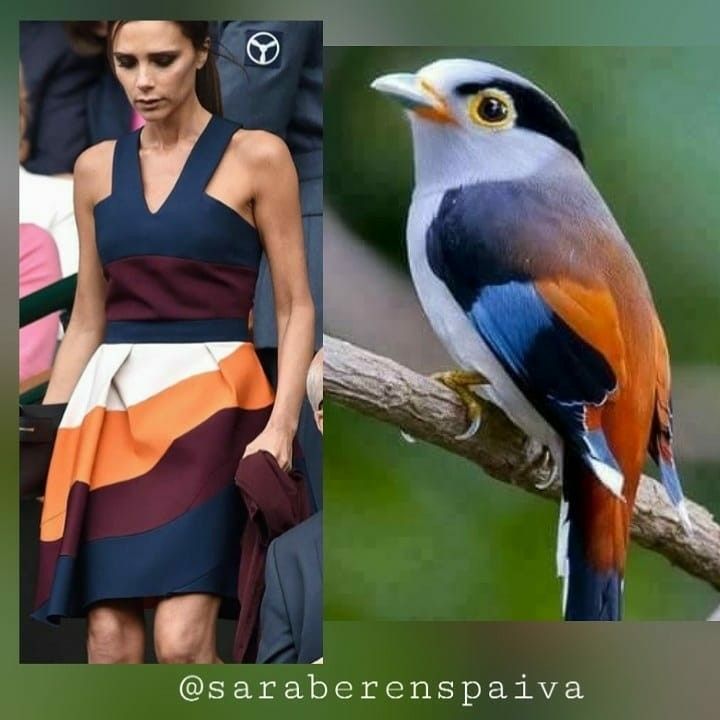 the photo is a collage. on the left side, it shows a woman with a blue dress with orange, white and maroon stripes. she is wearing a blue dress. on the right side of the collage, there is a bird with a colorful plumage, sitting on a branch. the bird has a gray head, blue and black wings with an orange body. the background is green grass and bushes. the woman and the bird are both looking at the camera.