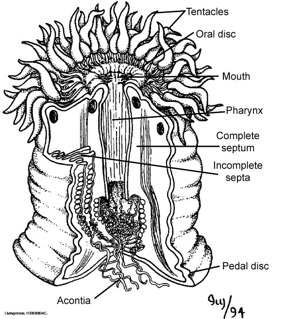 the image is a black and white scientific illustration depicting the anatomy of a sea anemone. the illustration showcases a crosssection of the anemone, revealing internal structures such as the tentacles, oral disc, mouth, pharynx, complete and incomplete septa, acontia, and pedal disc. each anatomical feature is clearly labeled, providing a comprehensive visual guide to the internal organization of this fascinating marine creature. the intricate details and precise labeling make this illustration ideal for educational purposes, enhancing understanding of the complex anatomy of sea anemones.content: sea anemone, anatomy, crosssection, internal structures people: noneenvironment: marine lighting: not applicable (illustration) perspective: crosssectionkw: tentacles, oral disc, mouth, pharynx, complete septum, incomplete septa, pedal disc, acontia, sea anemone, anatomy, illustration