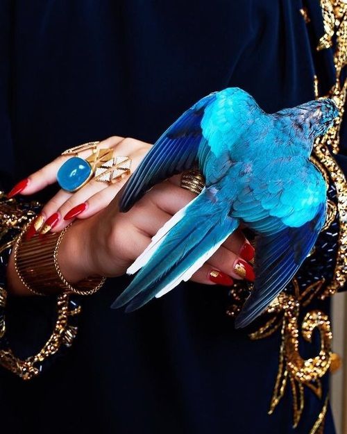 a closeup shot features a woman's hands adorned with multiple gold rings and bracelets, delicately holding a vibrant blue bird. the bird's plumage is a striking turquoise blue, and its wings are spread slightly.  the woman's nails are painted in a mix of blue and red hues, complementing the overall color scheme. she is wearing a dark, luxuriouslooking dress embellished with gold detailing. the image emphasizes the contrast between the rich colors of the bird, jewelry, and nails against the dark background, creating a visually arresting and opulent aesthetic.